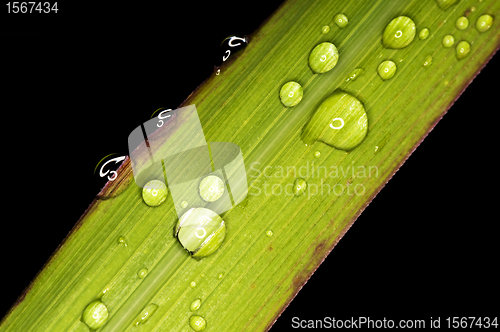Image of green with drops