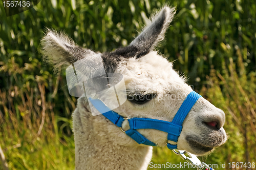 Image of Alpaca, Vicugna pacos