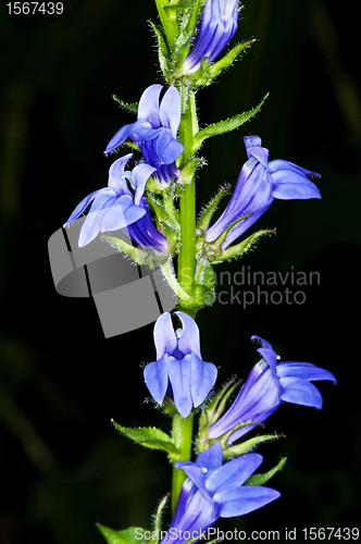 Image of lobelia, medicinal plant of the American Indians