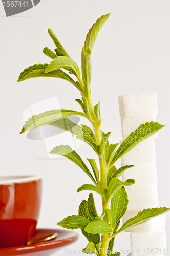 Image of Stevia rebaudiana, support for sugar