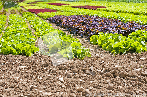 Image of salad cultivation
