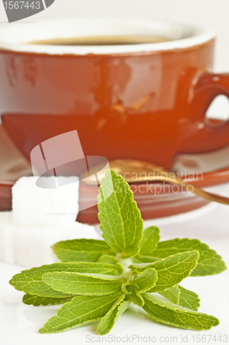 Image of Stevia rebaudiana, support for sugar