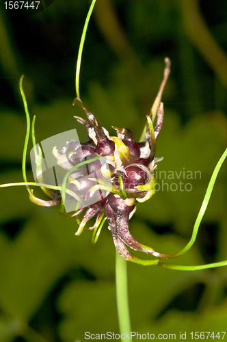 Image of bulbil of garlic