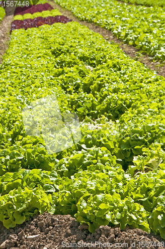 Image of salad cultivation
