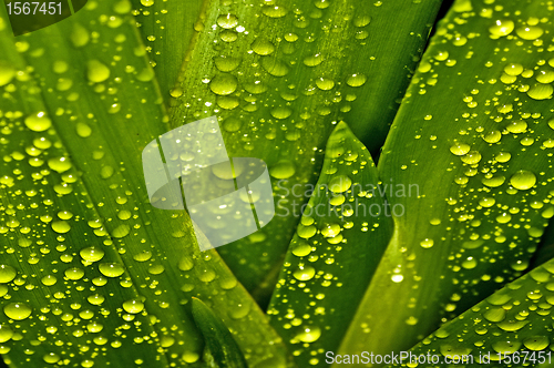 Image of green with drops