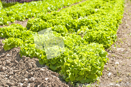 Image of salad cultivation