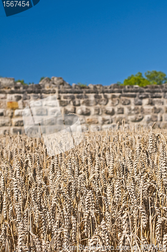 Image of wheat with an old historic wall in the background