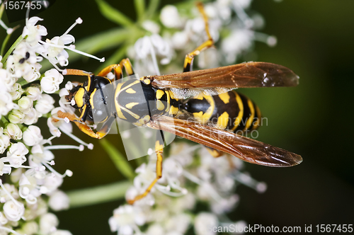 Image of wasp, Paravespula vulgaris