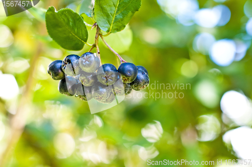 Image of Aronia berry,Aronia melanocarpa