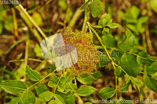 Image of Bedeguar gall wasp, Diplolepis rosae