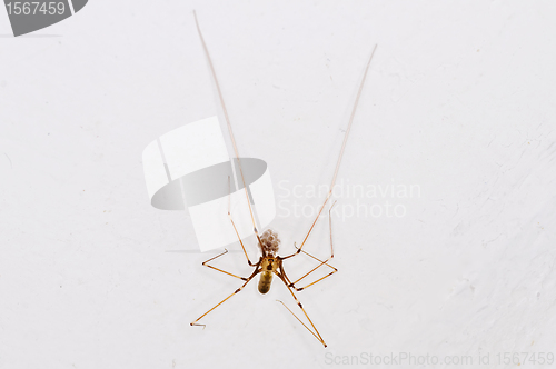 Image of daddy longleg