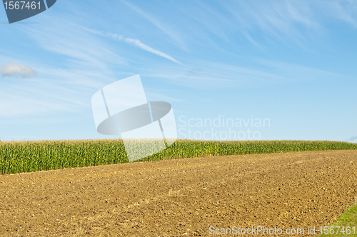 Image of field of corn