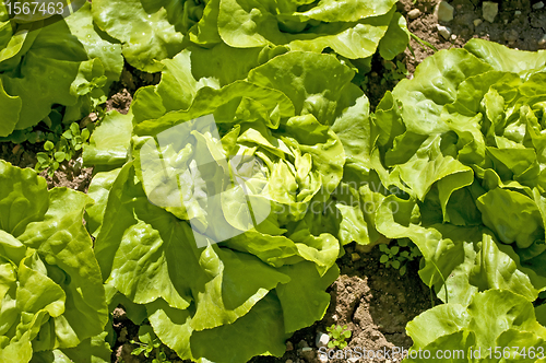 Image of lettuce