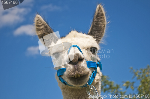 Image of Alpaca, Vicugna pacos