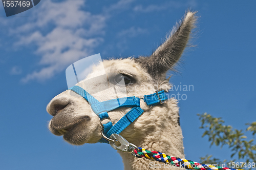 Image of Alpaca, Vicugna pacos