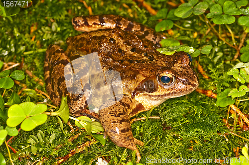 Image of agile frog, Rana dalmatina