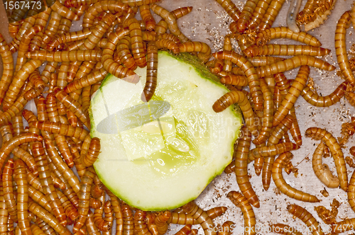 Image of flour worm