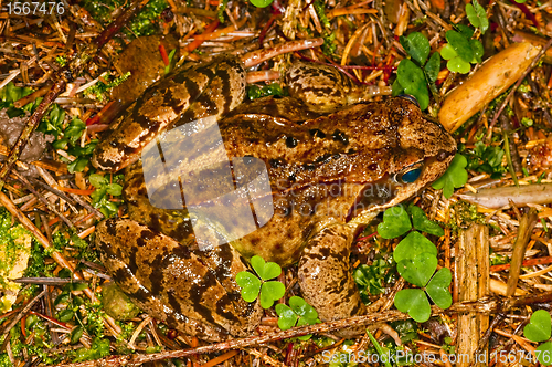 Image of agile frog, Rana dalmatina