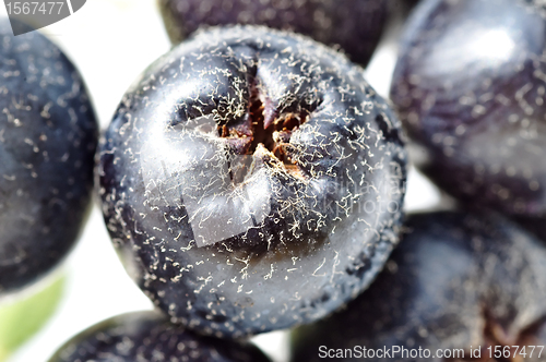 Image of choke-berry,Aronia melanocarpa