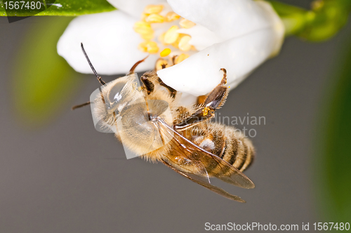 Image of bee on lemon