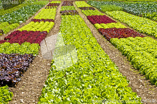 Image of salad cultivation