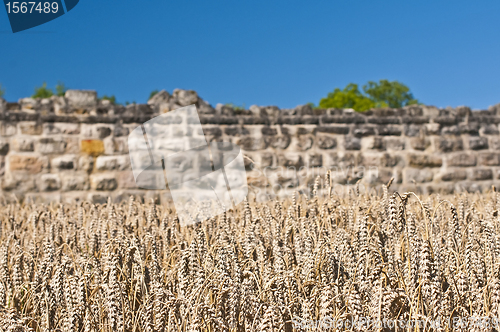 Image of wheat with an old historic wall in the background