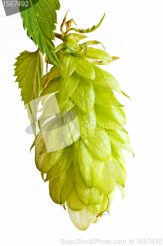 Image of hops