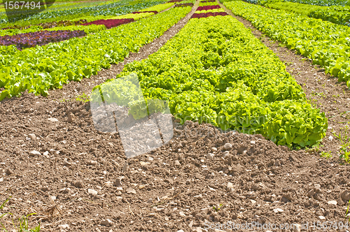 Image of salad cultivation