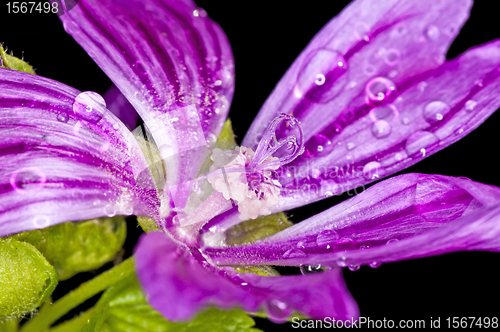 Image of mallow, medicinal plant with raindrops