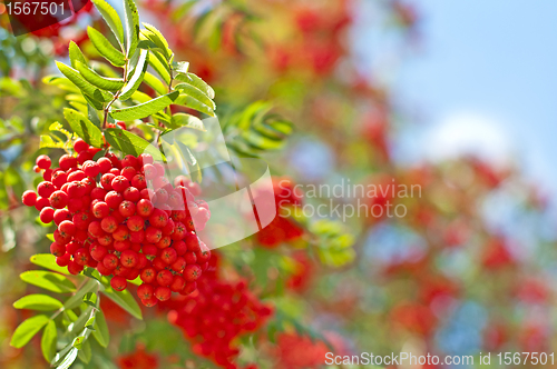 Image of rowan berry