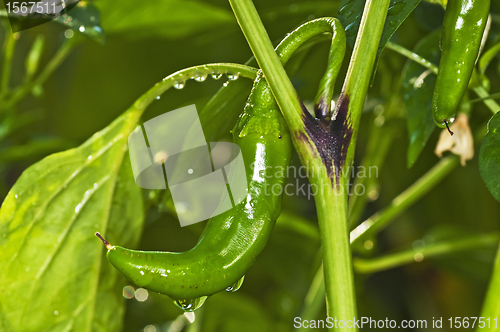 Image of chili with raindrops