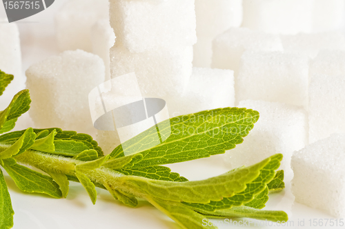 Image of Stevia rebaudiana, support for sugar