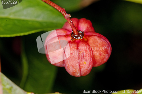 Image of European spindle tree