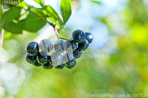 Image of Aronia berry,Aronia melanocarpa