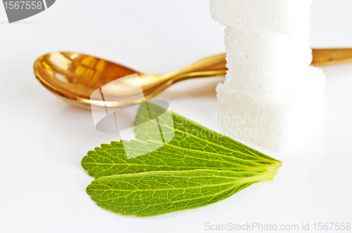 Image of Stevia rebaudiana, support for sugar