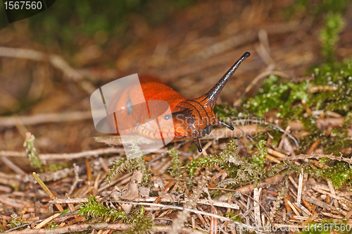 Image of snail, Arion rufus