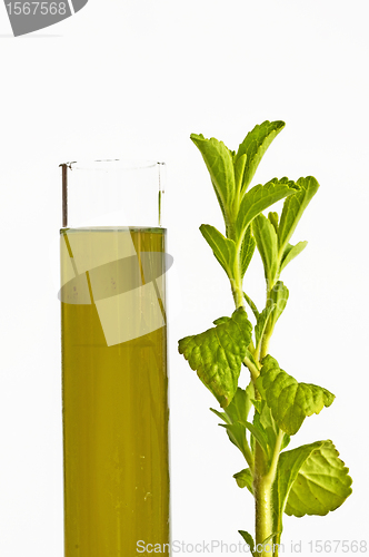 Image of Stevia rebaudiana, support for sugar