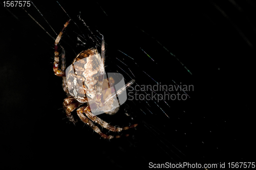 Image of garden spider, Araneus diadematus