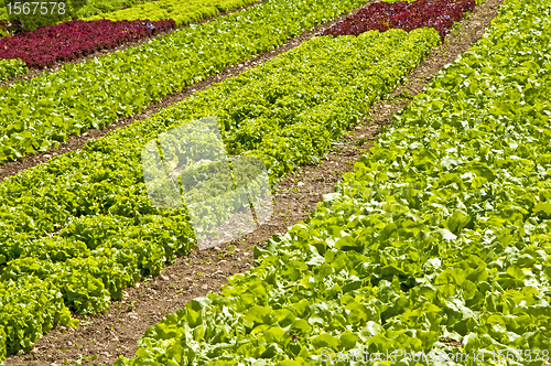 Image of salad cultivation