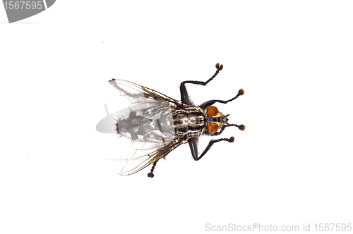 Image of fly, Sarcophaga carnaria L.