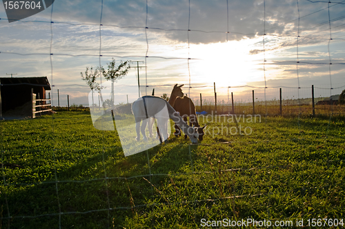 Image of Alpaca, Vicugna pacos