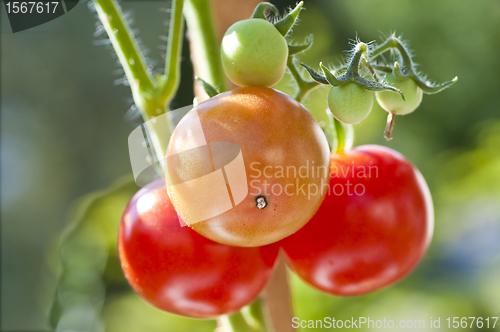 Image of tomato plant with ripe and unripe fruits