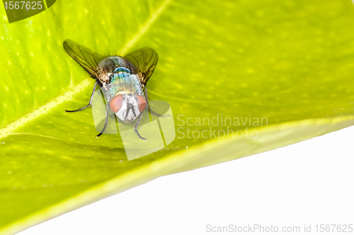 Image of green fly, Lucilia caesar