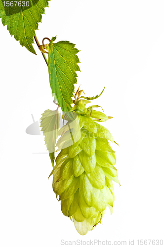 Image of hops