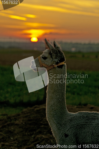 Image of Alpaca, Vicugna pacos