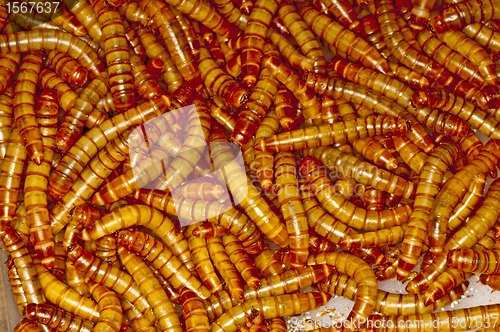 Image of flour worm