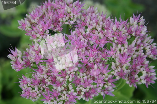 Image of Sedum flower