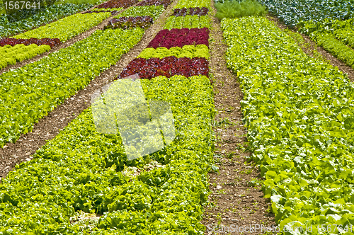 Image of salad cultivation