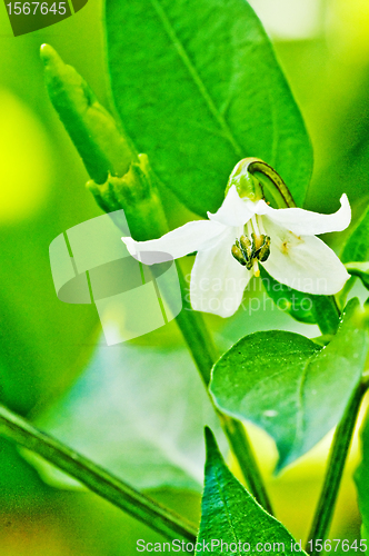 Image of chili 
