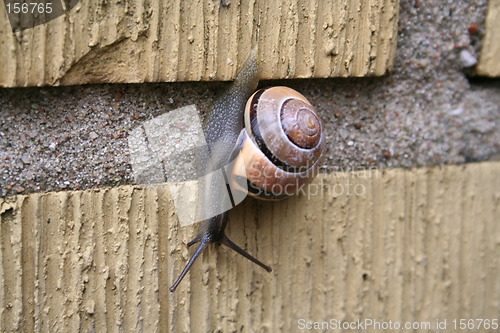 Image of Snail with house